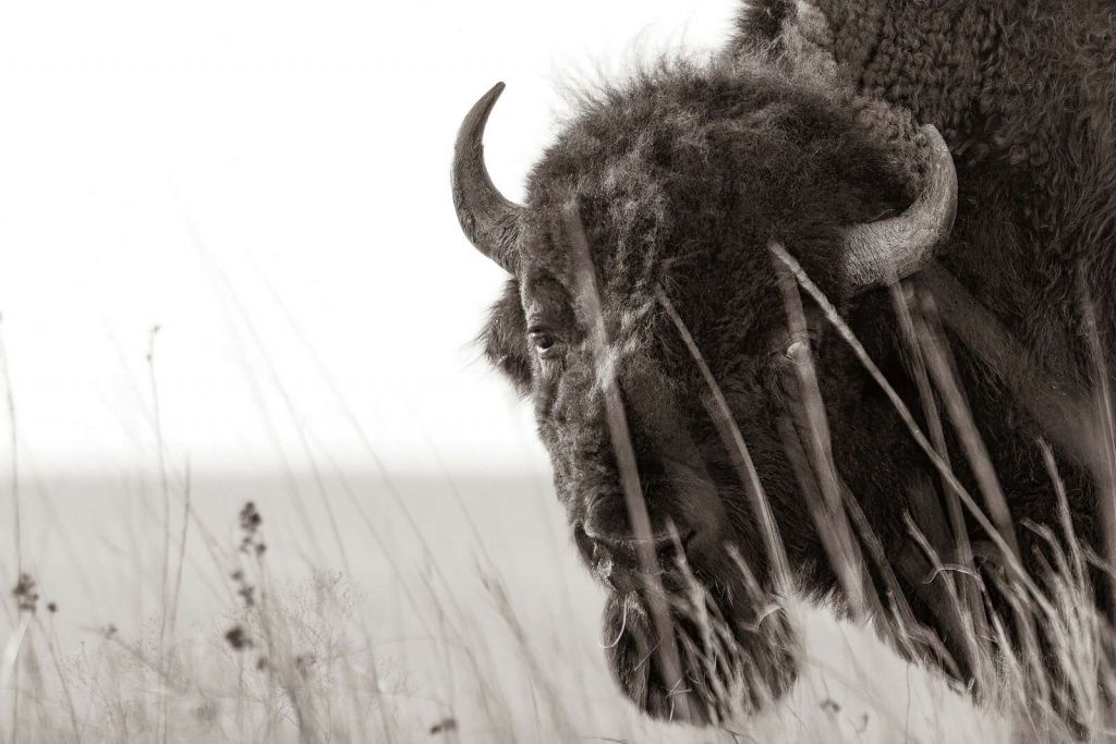 Bison among prairie grasses