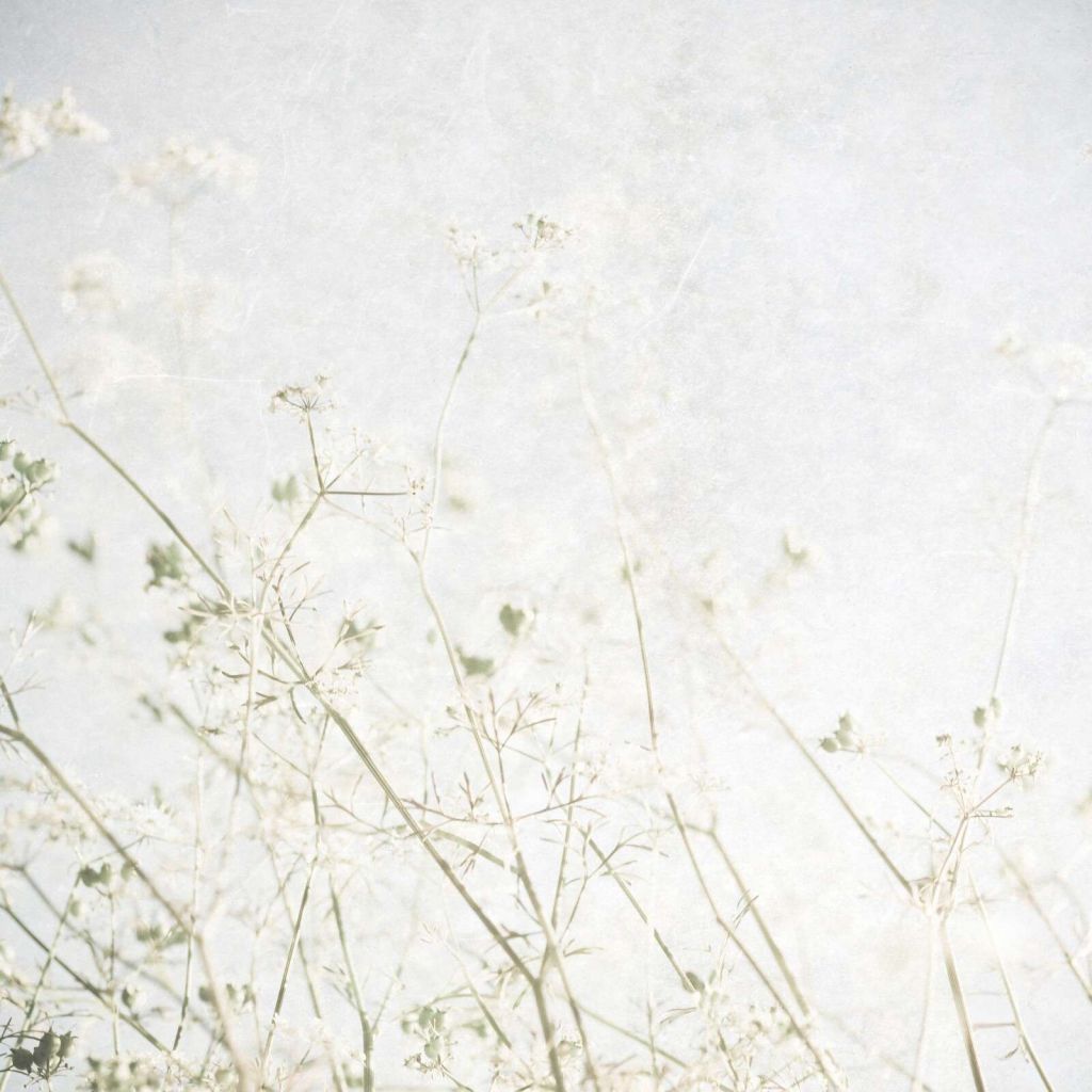 Light field flowers in morning mist