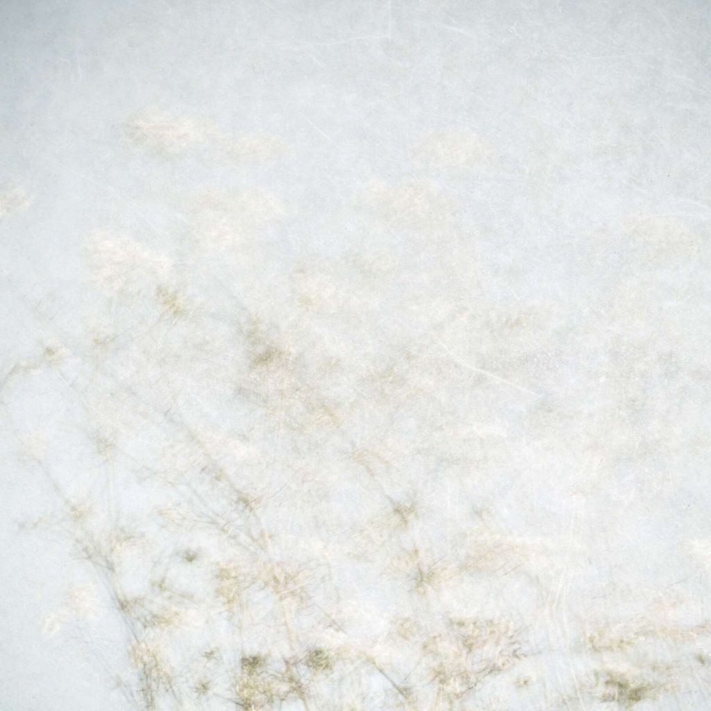 Floating field flowers in misty light