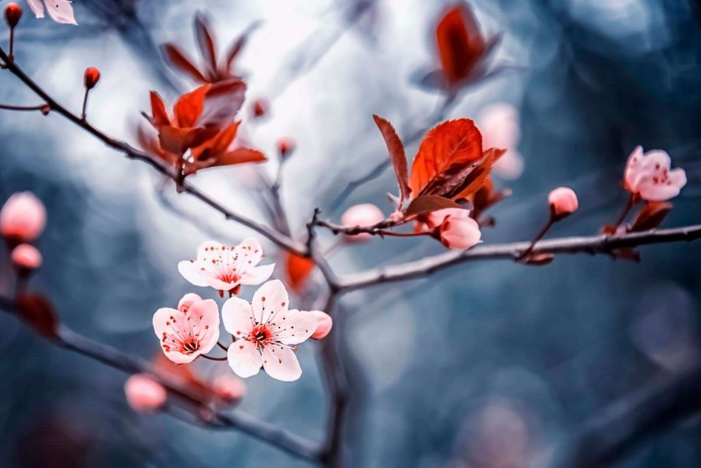 Kersenbloesem met roodbruine blaadjes
