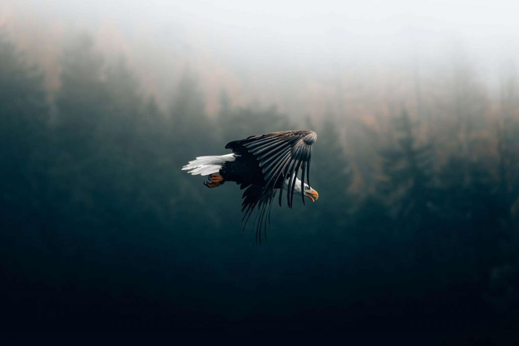 Sea eagle over misty forest