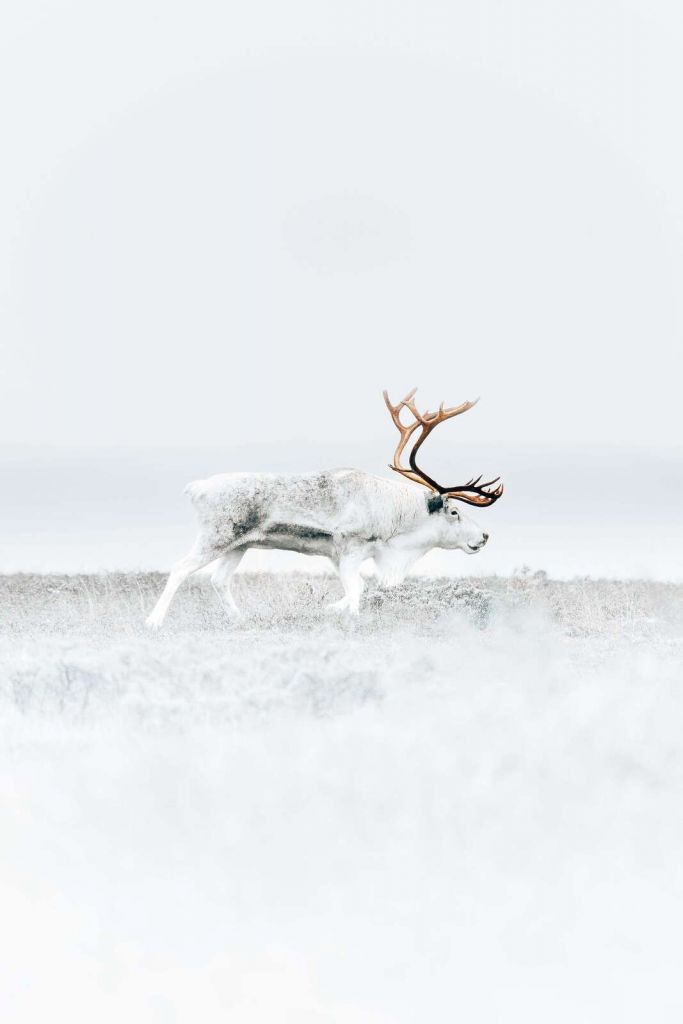 Reindeer in icy tundra