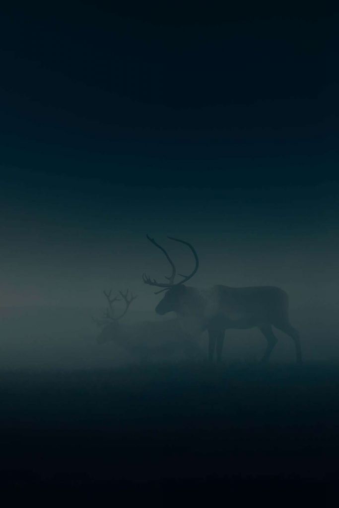Deer in morning mist