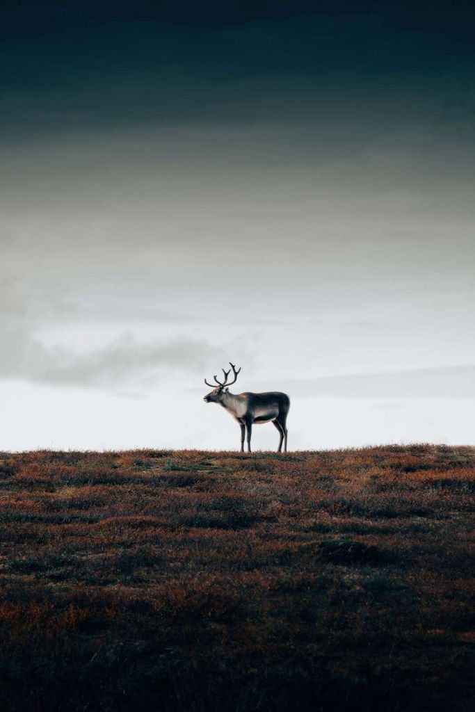 Reindeer on autumn plain