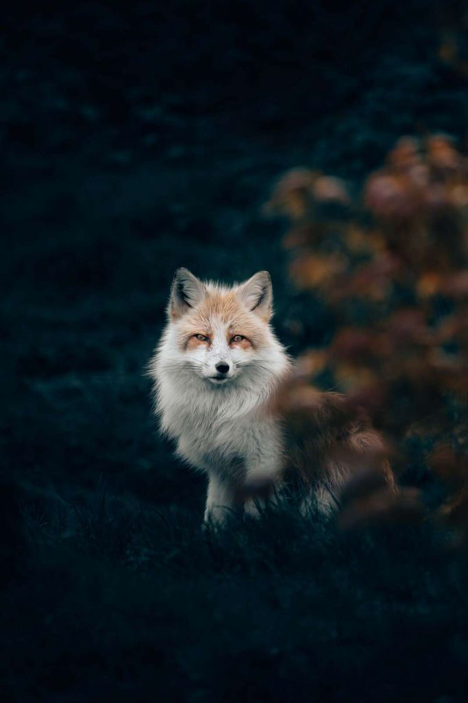 Fox in twilight between bushes