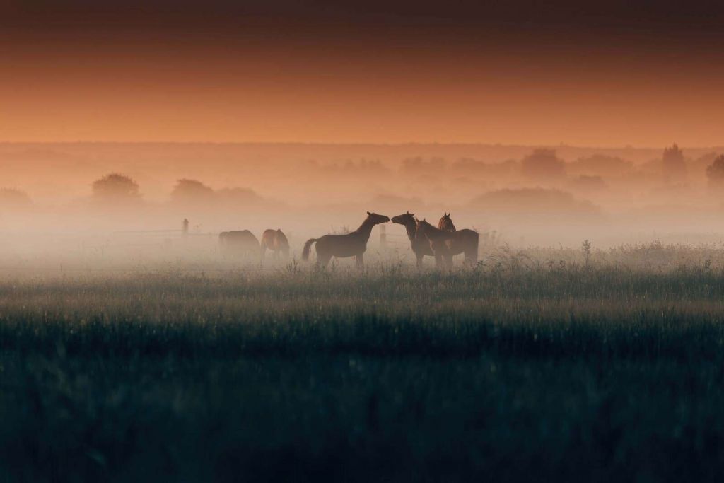 Horses on a misty morning meadow