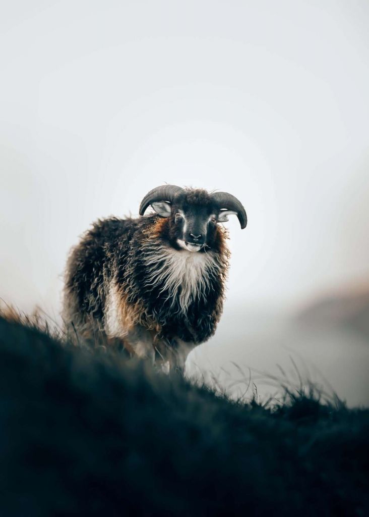 Ram in the morning mist