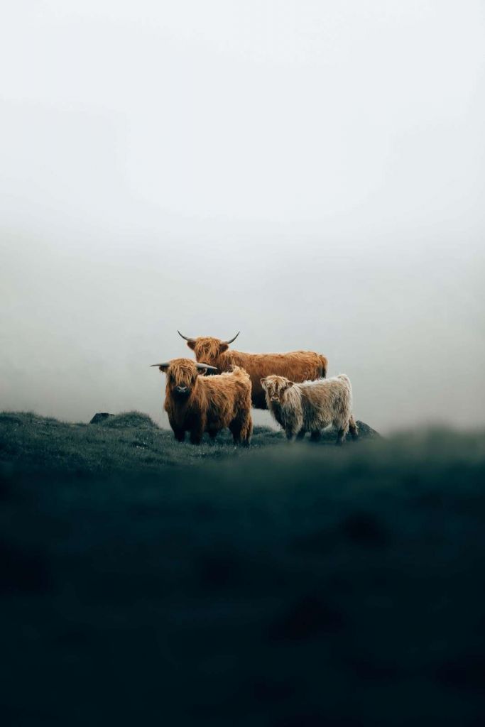Highland cattle in morning mist