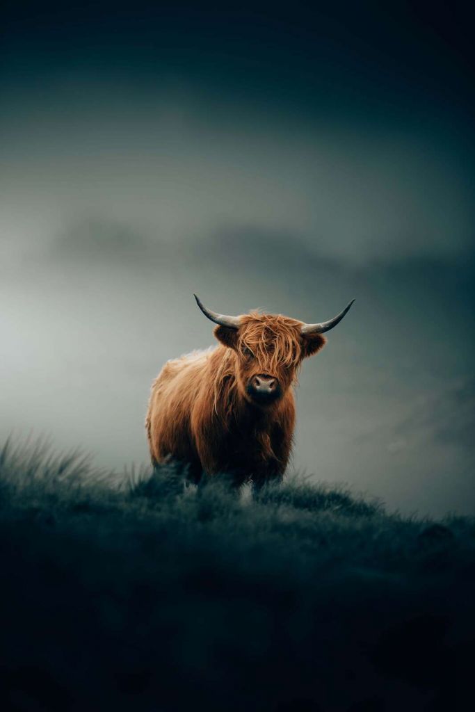 Solitary Highland cattle in morning mist
