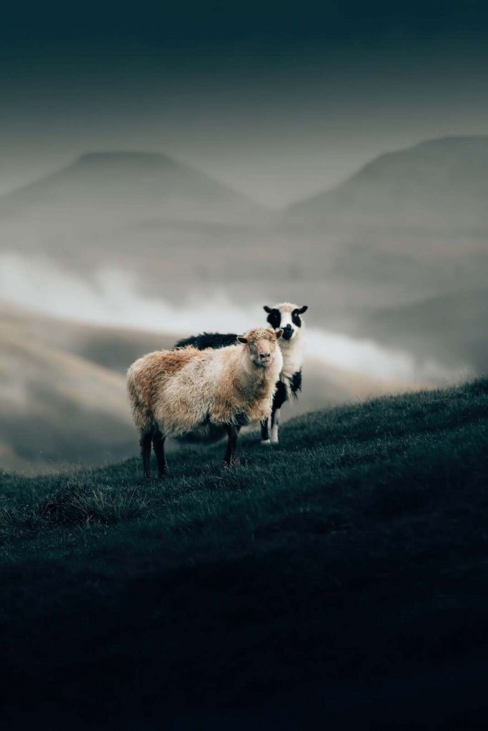 Sheep on a misty ridge