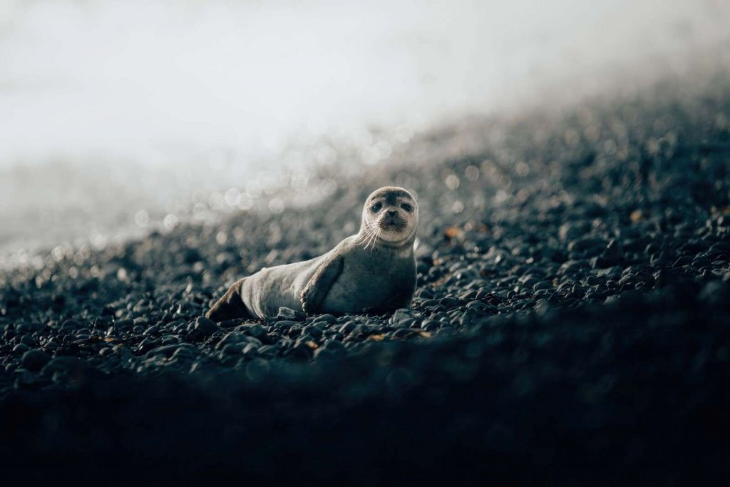 Young seal on a pebble beach
