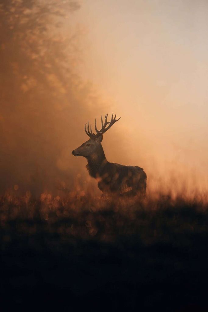 Red deer in a golden morning veil