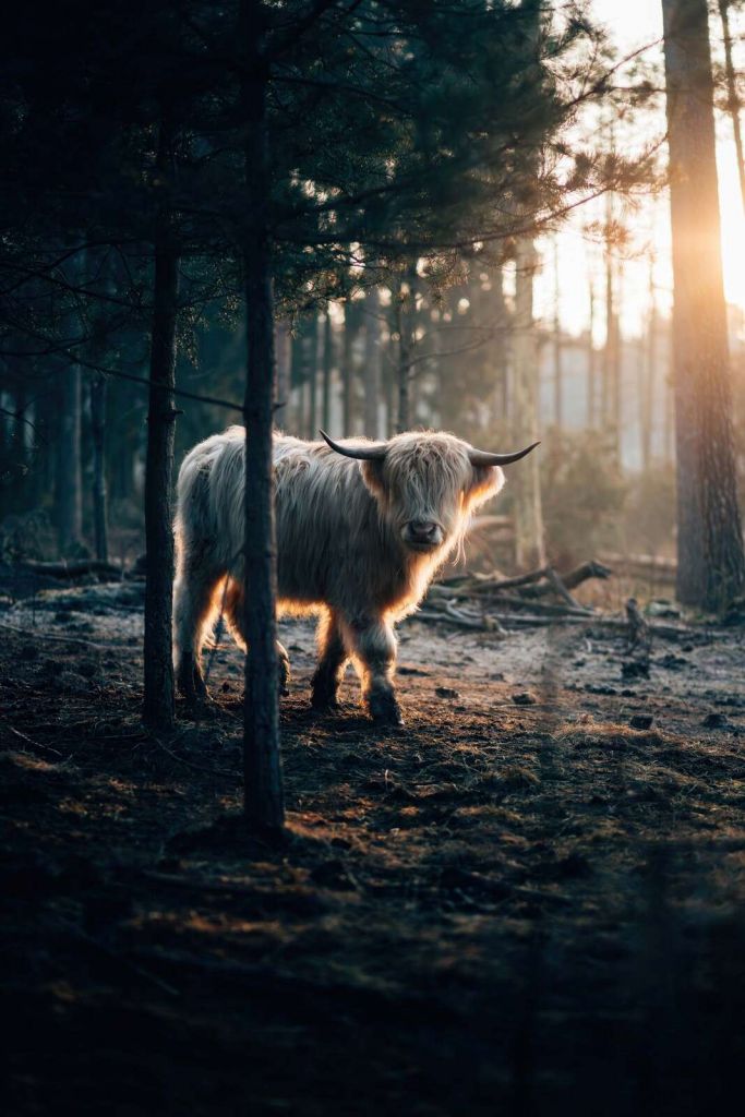 White Highland cow in the morning forest