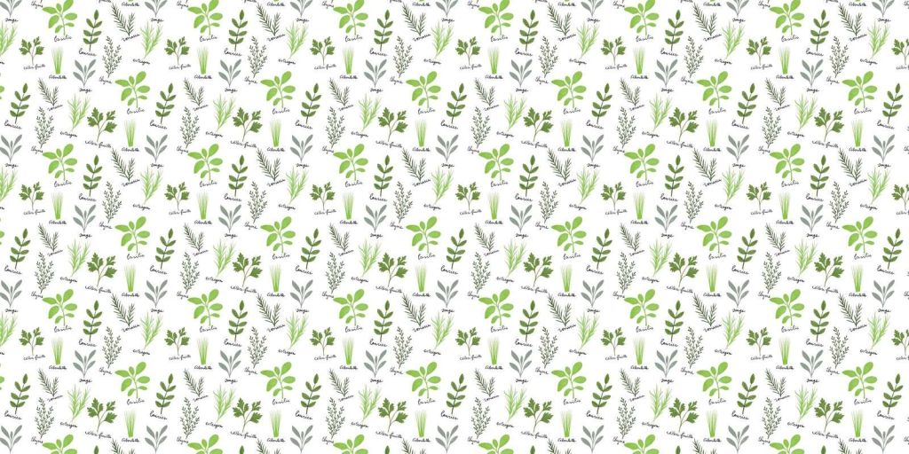 Culinary herbs on white