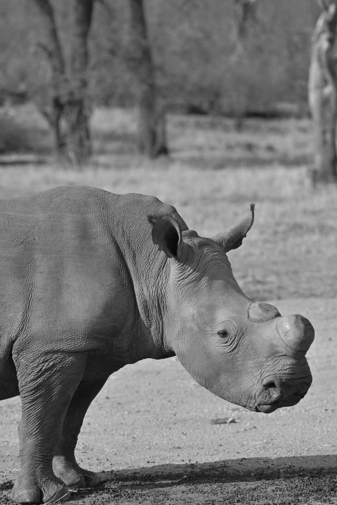 Resting rhinoceros in grayscale