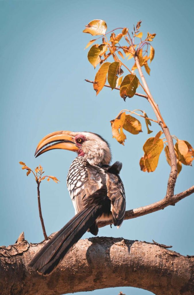 Colorful bird on blossoming branch