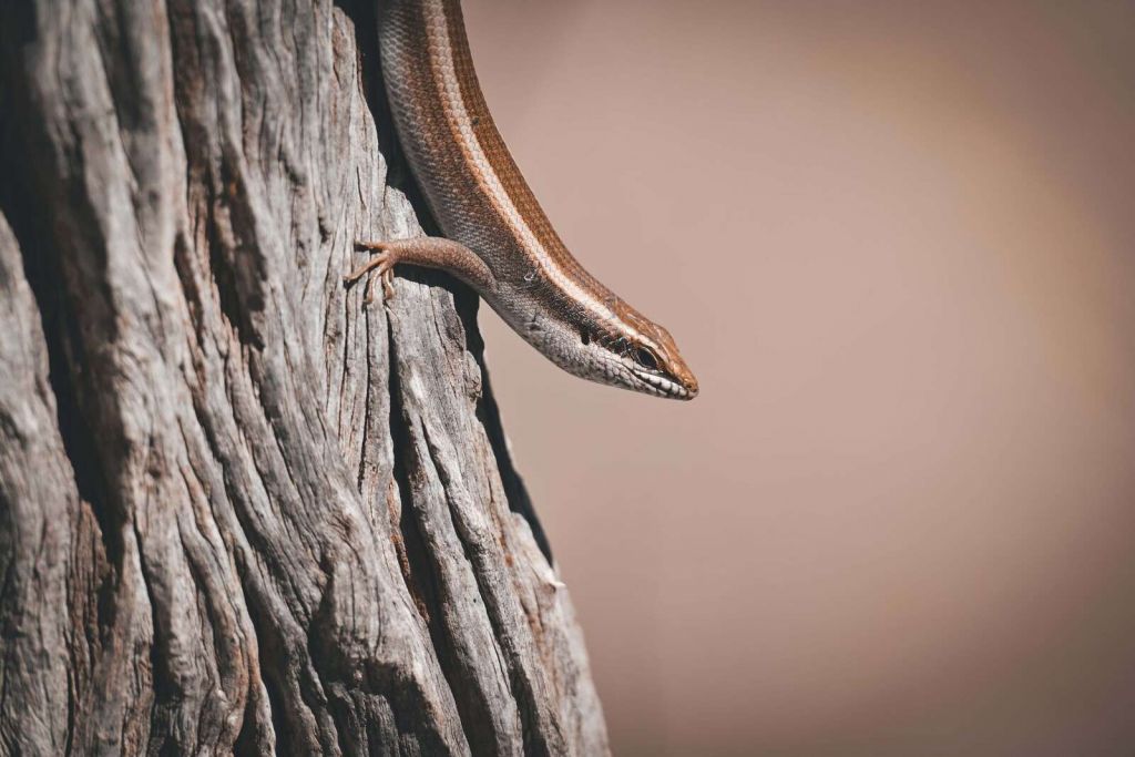 Detailed elephant skin close-up