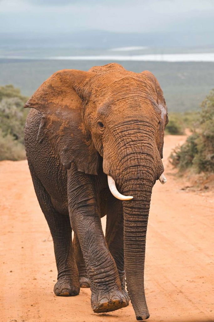 African elephant in landscape