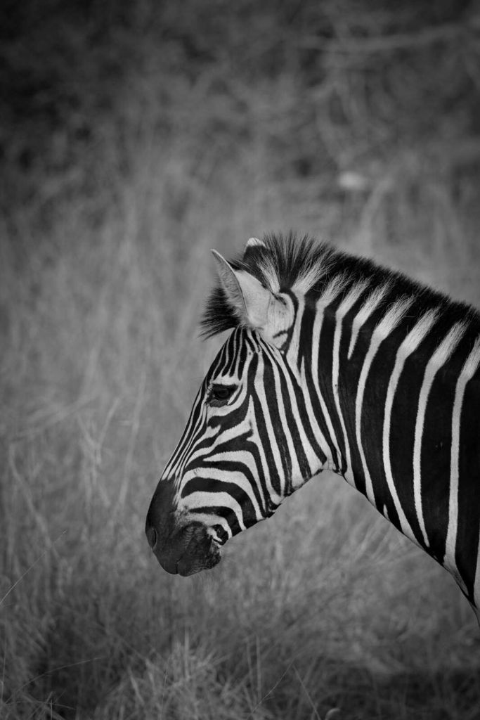 Zebra in high-contrast black and white stripes