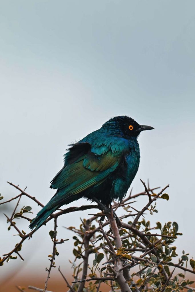 Colorful bird on a branch