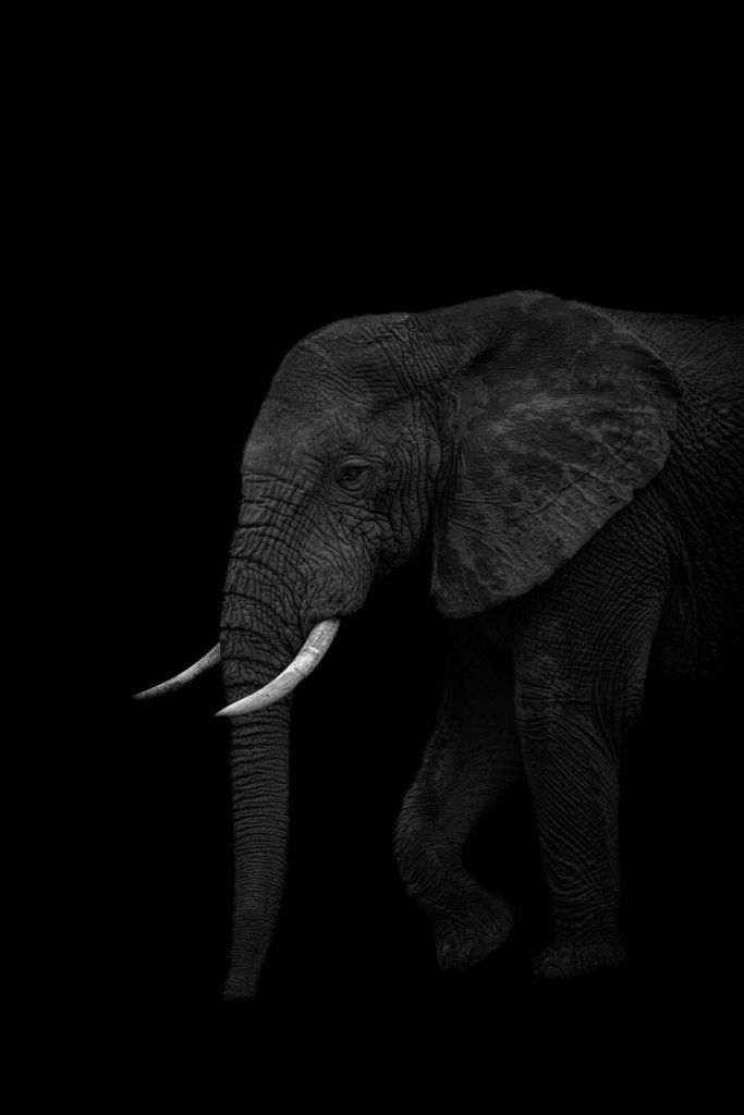 Elephant in dark shadow