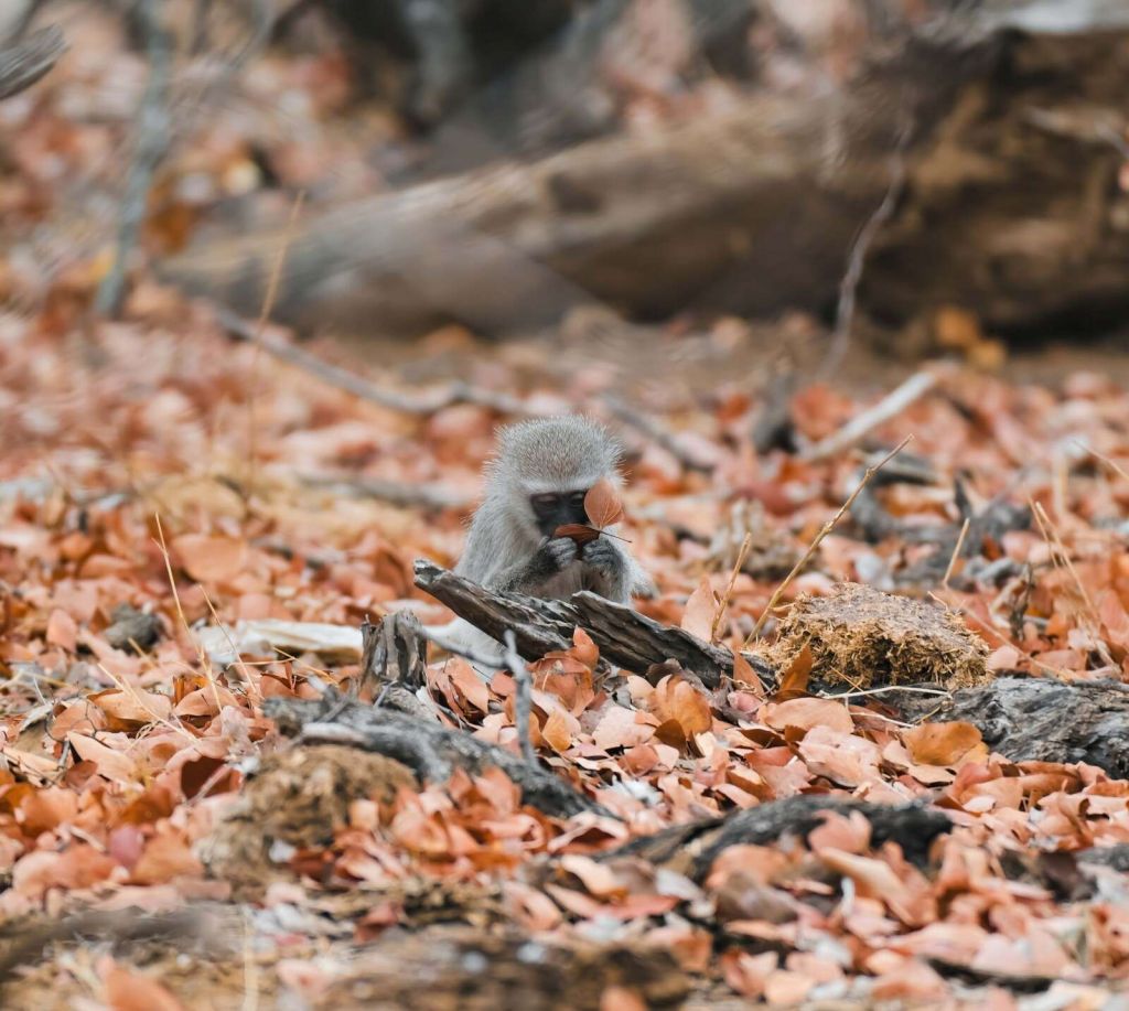 Autumn forest with young monkey