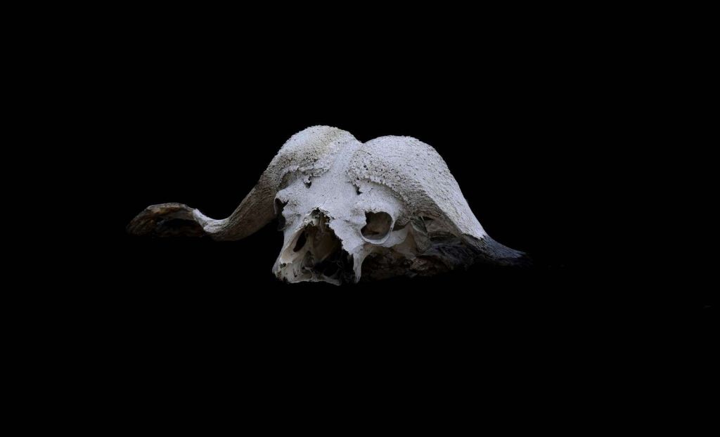 Minimalist buffalo skull on black