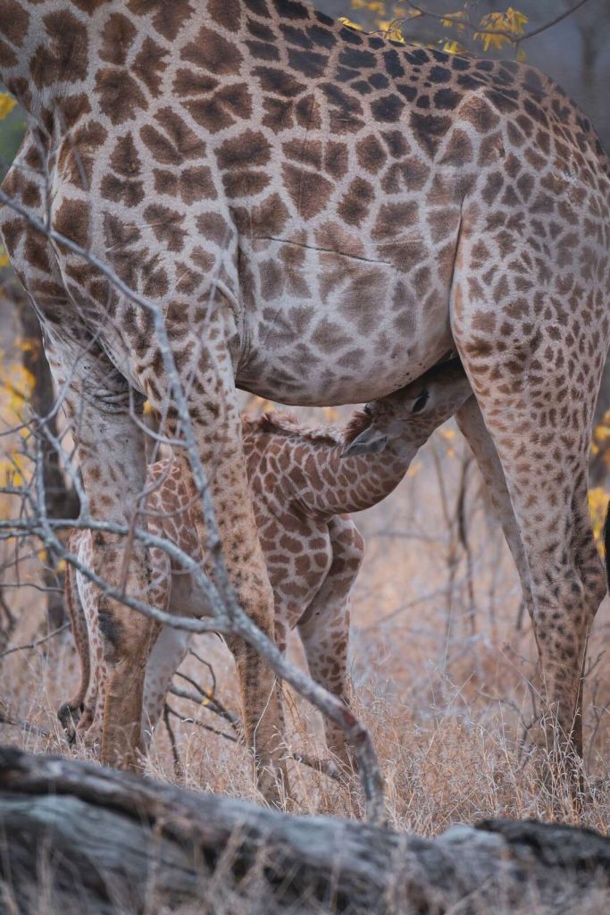 Detailed giraffe coat structure