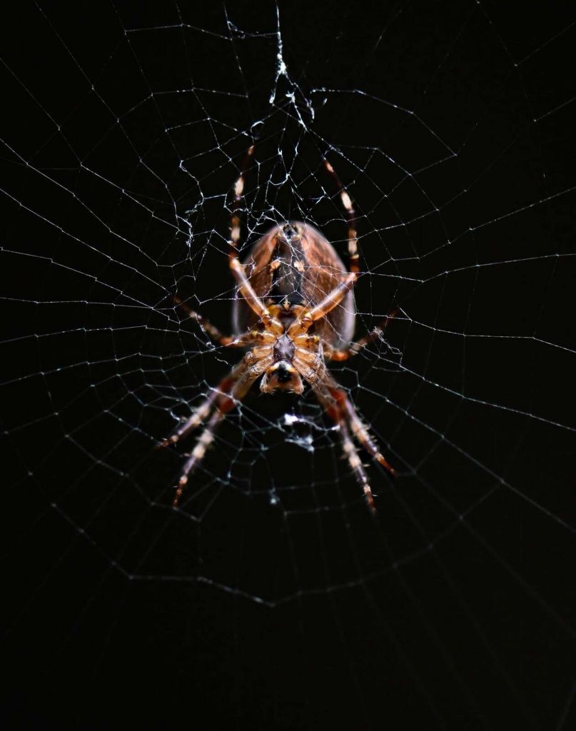 Detailed spider in a web