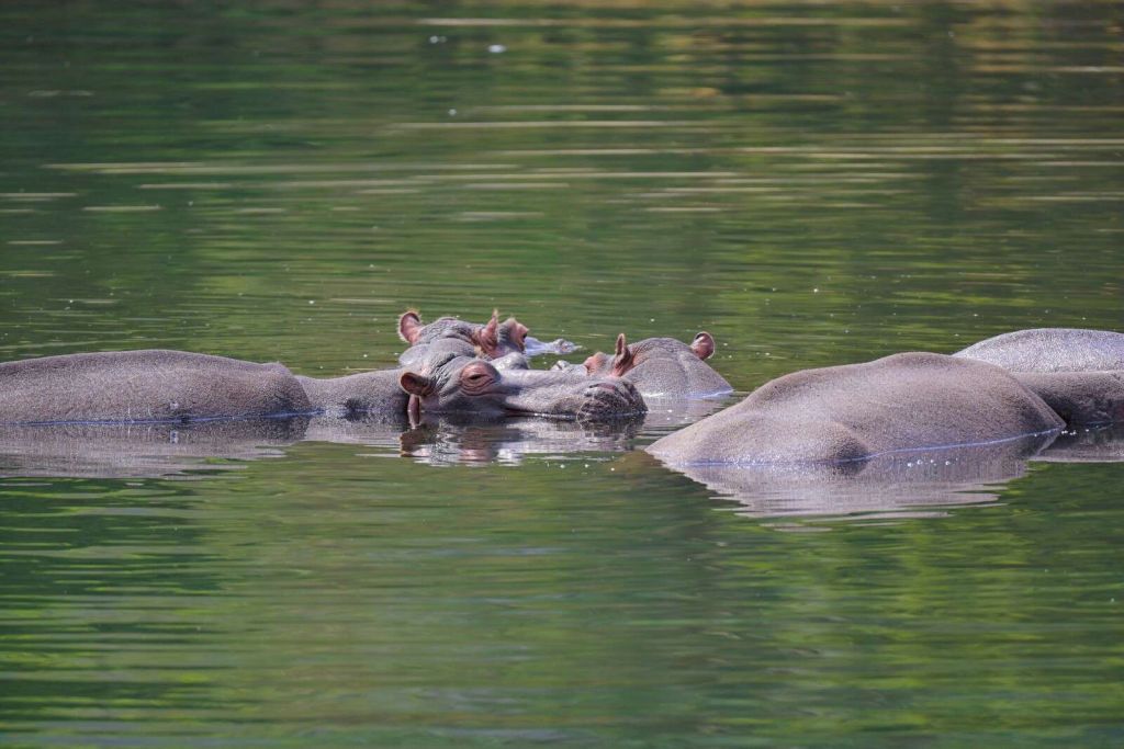 Hippos in a calm waterscape