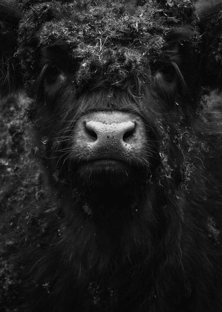 Black Highland cow close-up portrait