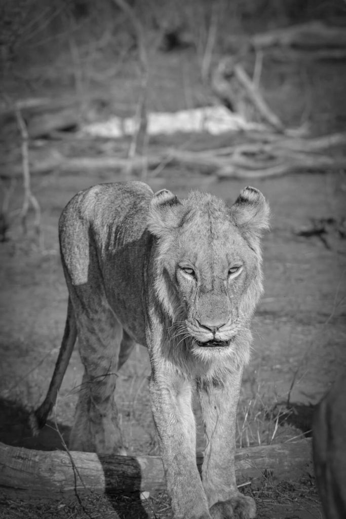Black-and-white lion in savanna