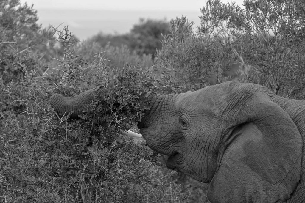 Black-and-white elephant in the bushes