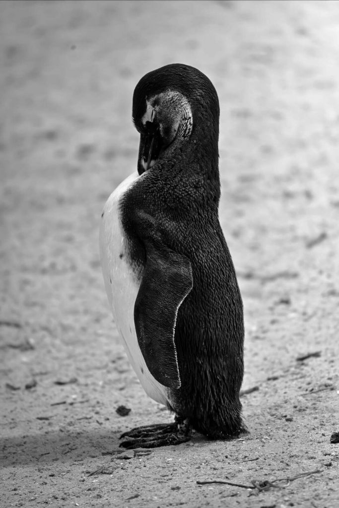 Black-and-white penguin at rest