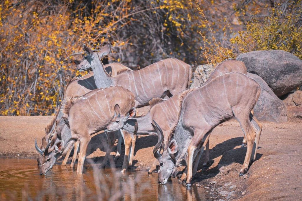 Herds of kudus by a waterhole