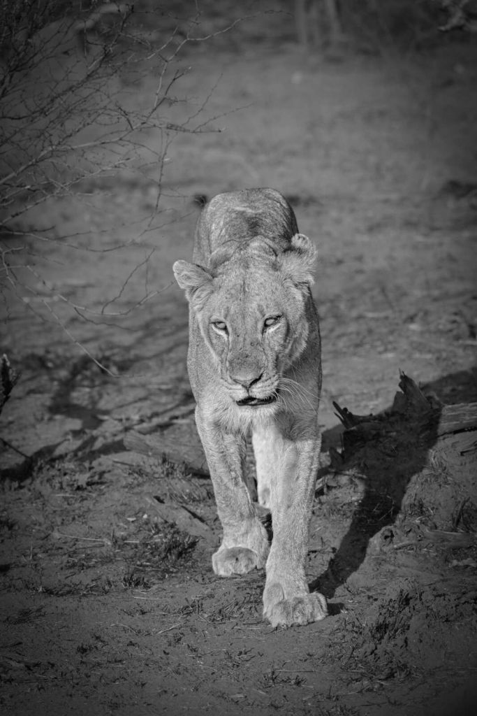 Black-and-white lioness in savanna