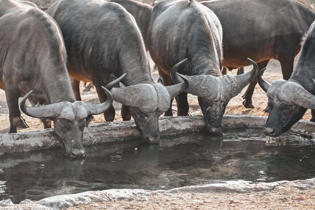African buffaloes by a watering hole