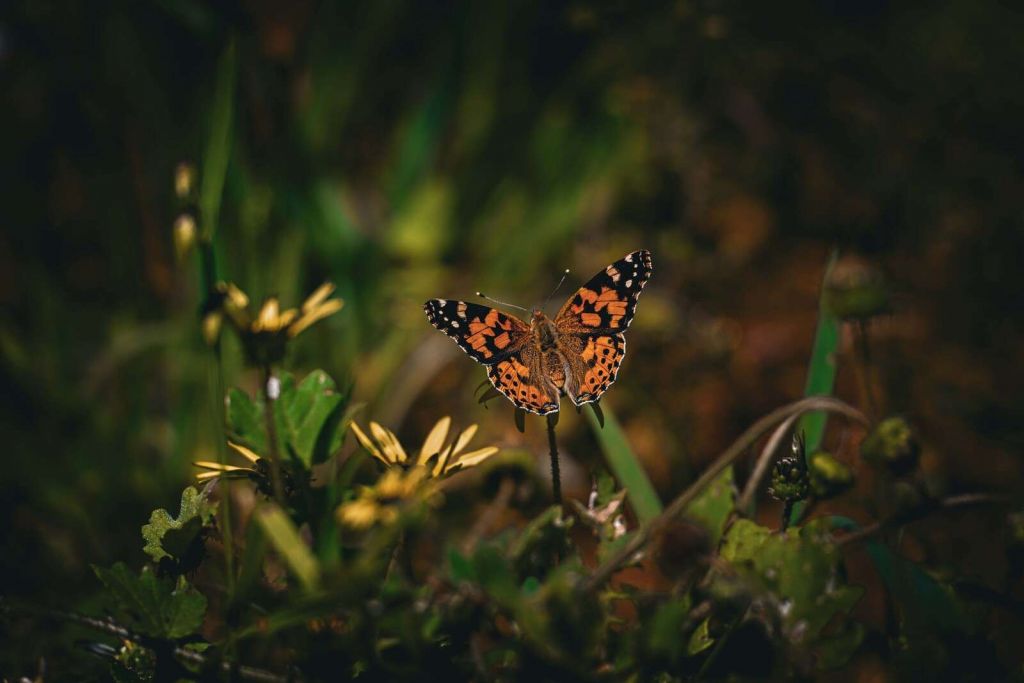 Orange butterfly on wildflowers