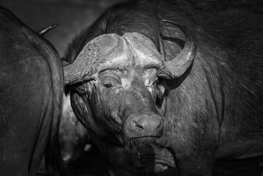 Black-and-white buffalo close-up