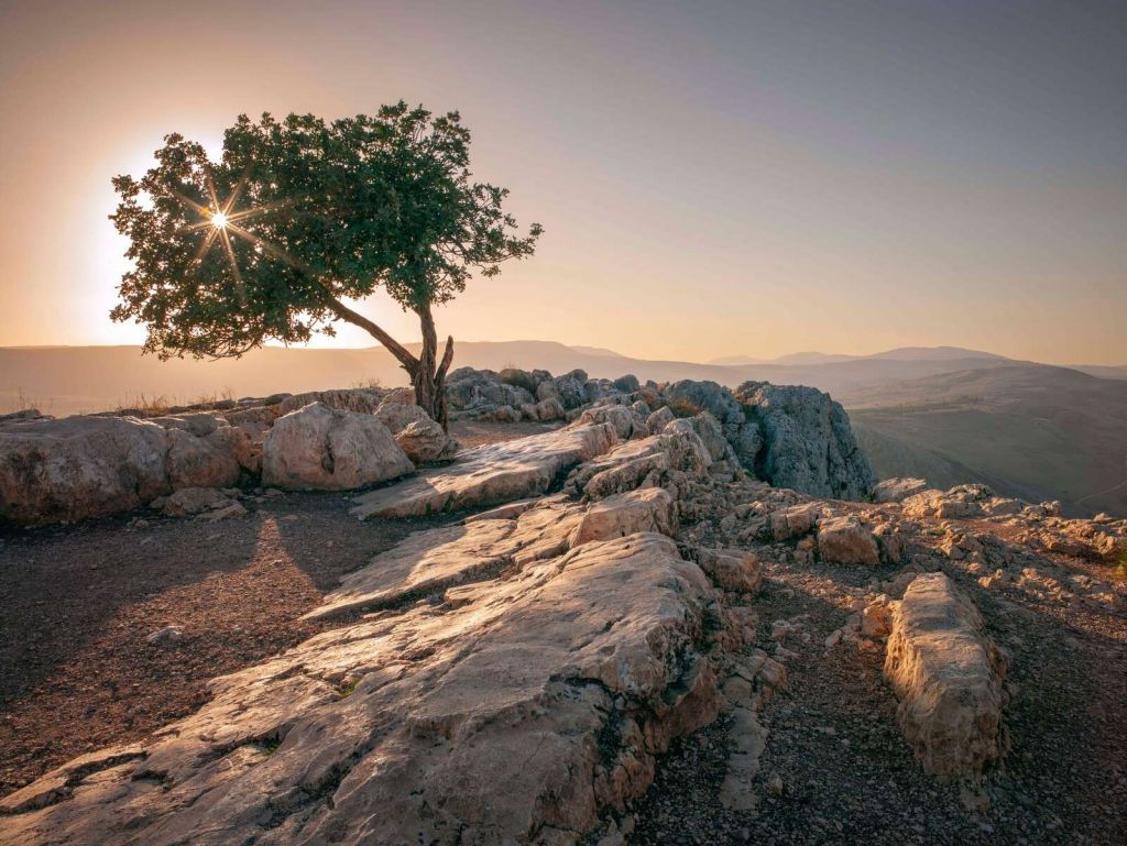 Lone tree on rocky landscape