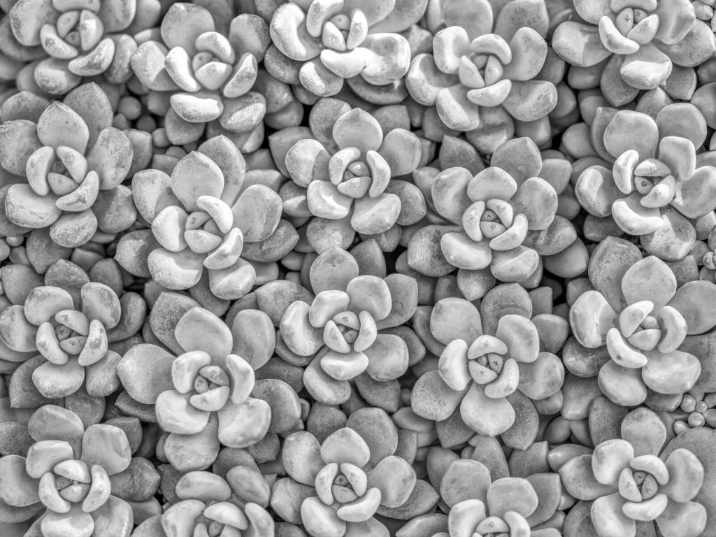 Gray succulents with rosette pattern