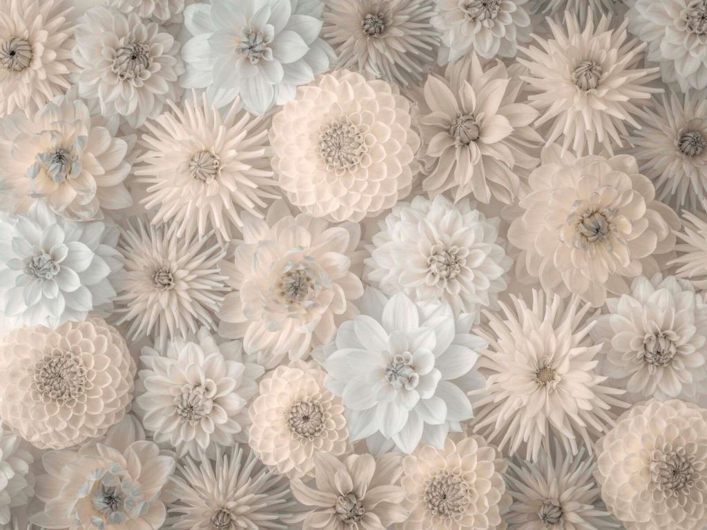 Cream-colored flowers with a soft bloom