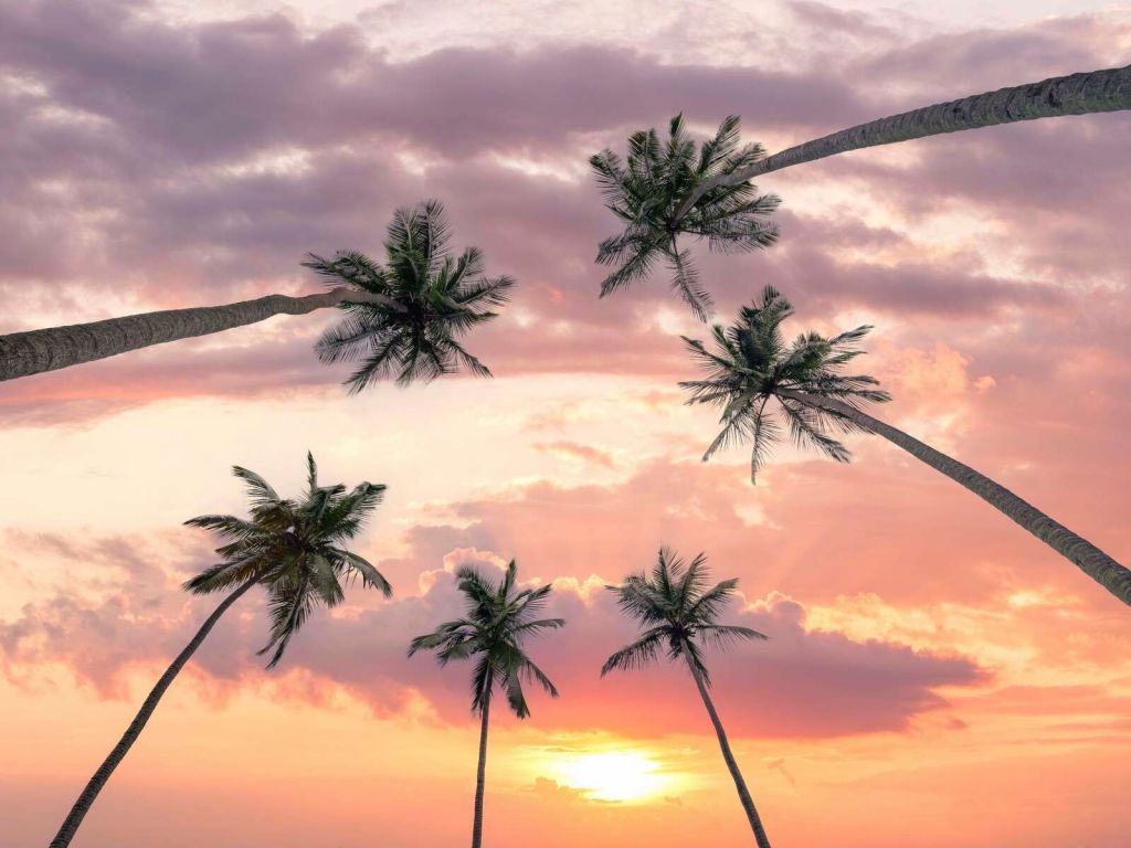Palm trees at a pink sunset