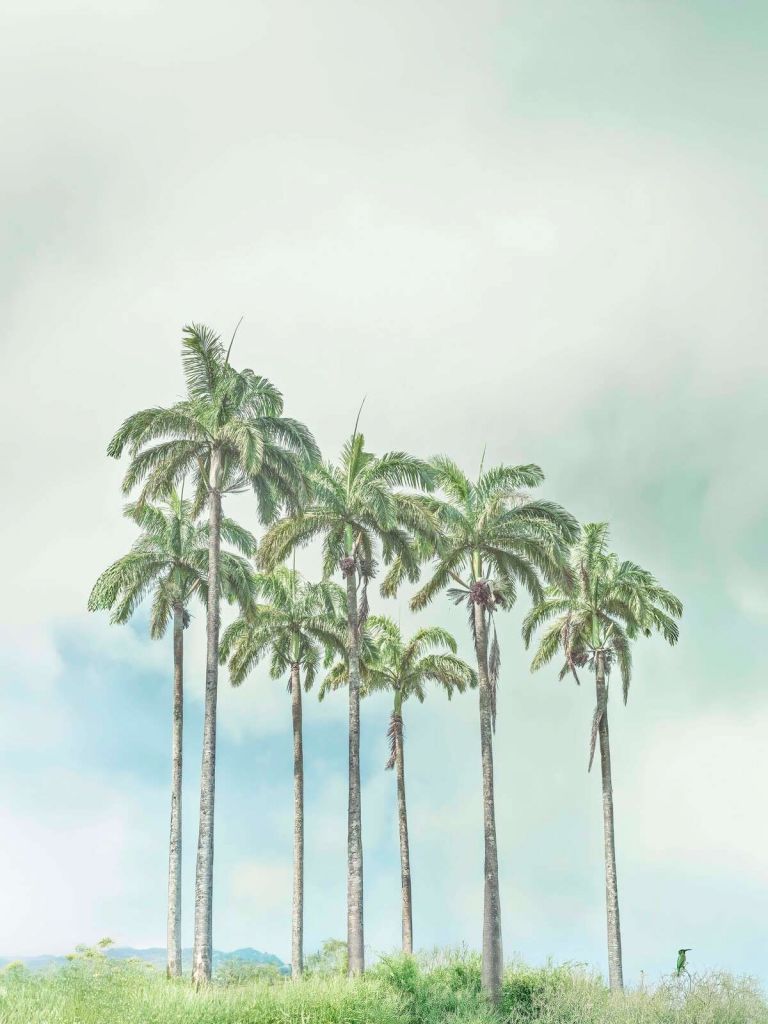 Minimalist palm trees in soft air