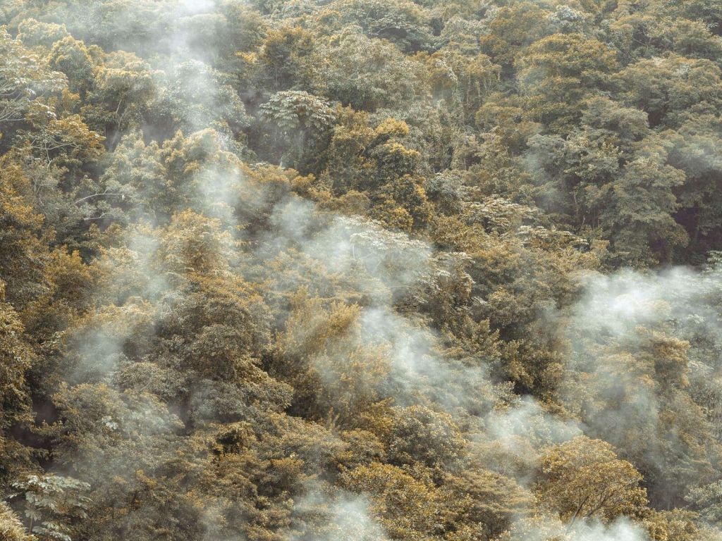 Misty rainforest with soft mist