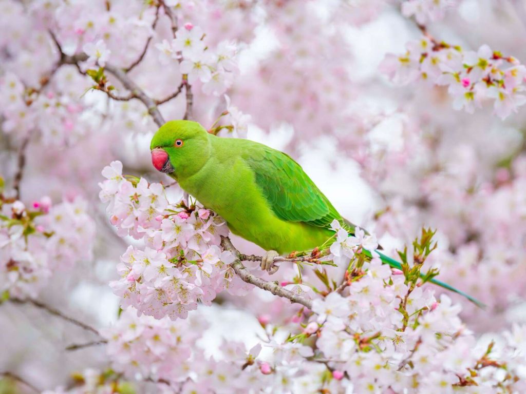 Green parrot among blossoms