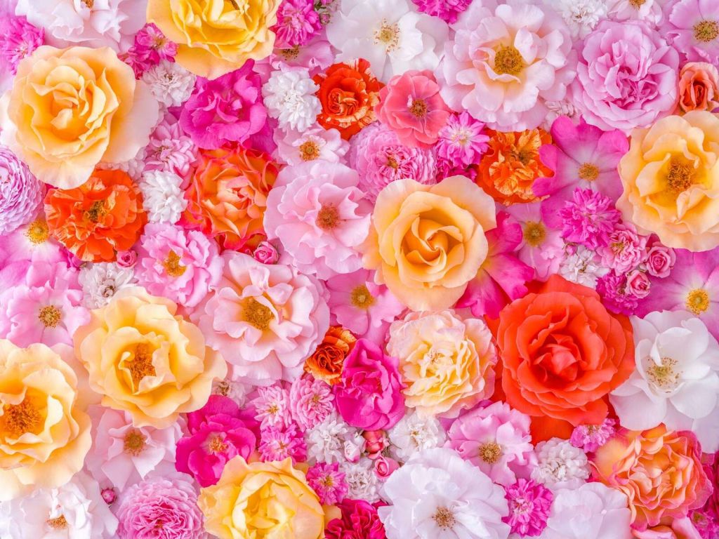 Colorful roses in pastel bloom