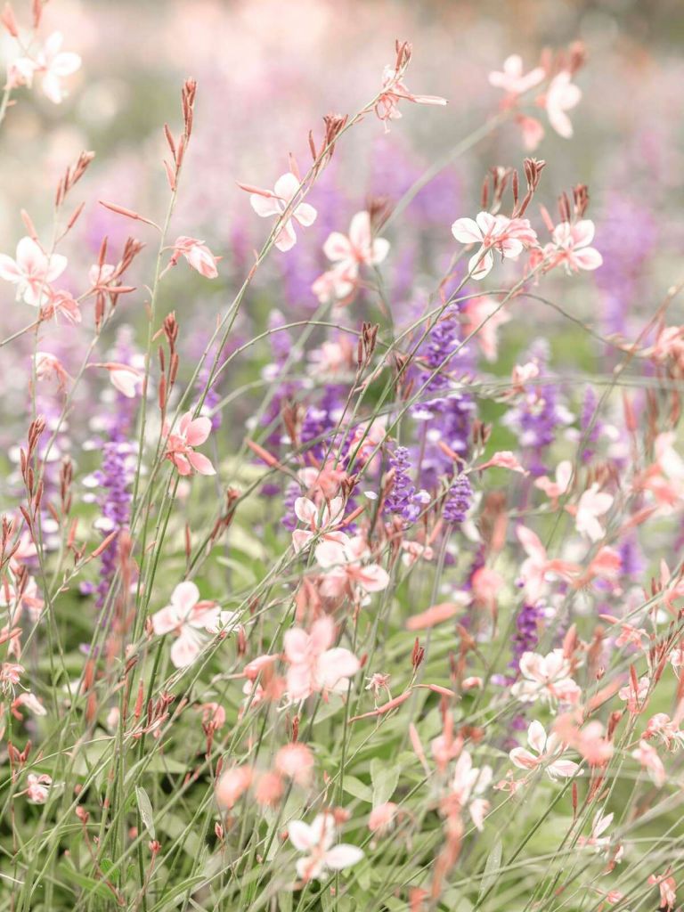 Wildflowers in soft pastel colors
