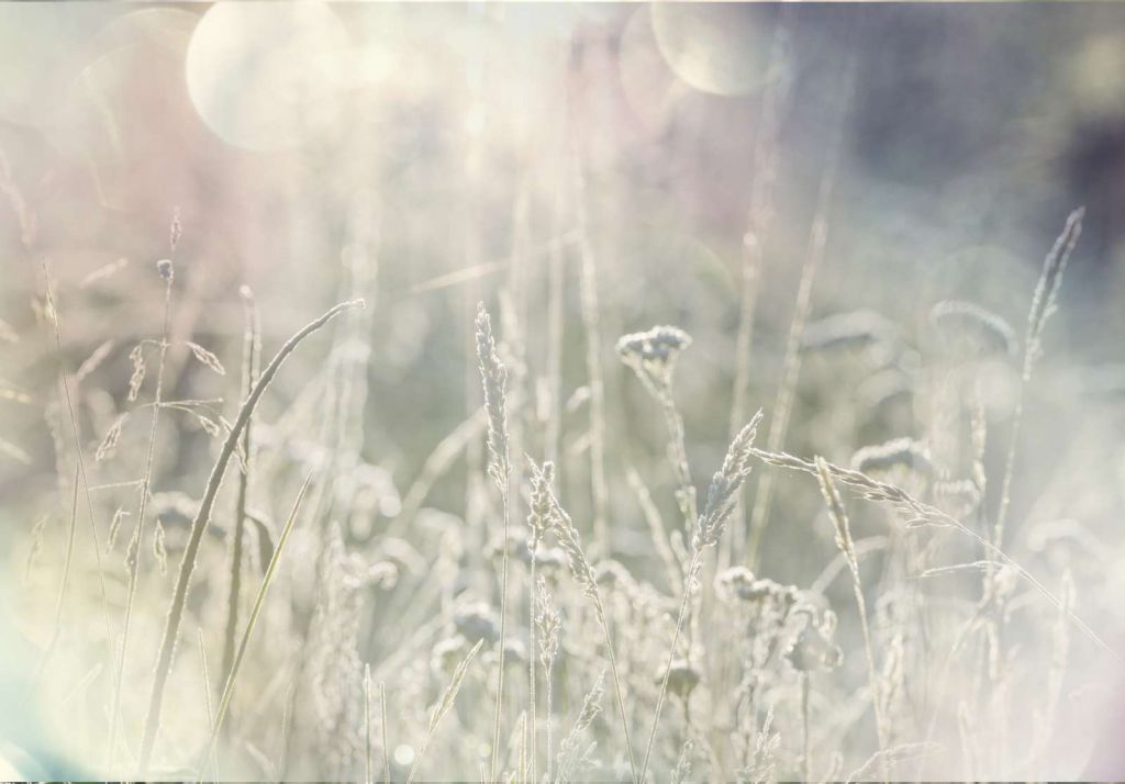 Weide planten in de zon met een wazige achtergrond