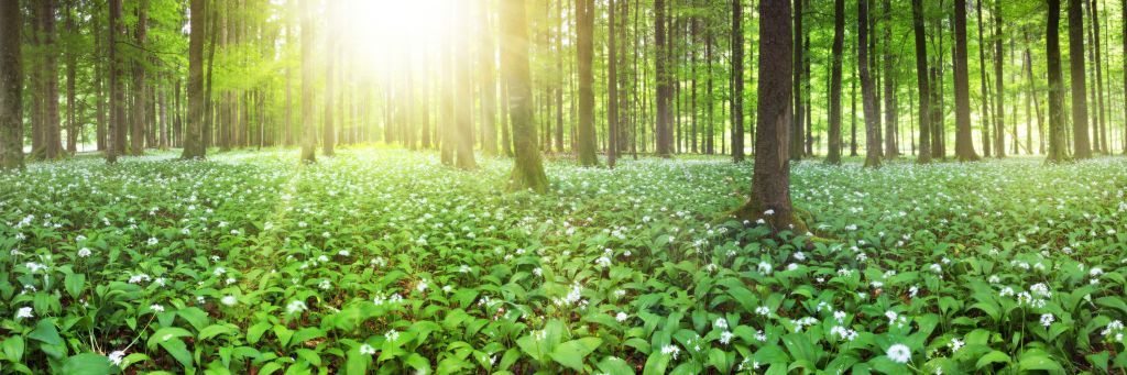 Wild forest at sunrise